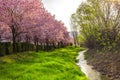 Wild cherry flowers tree  in the springtime Royalty Free Stock Photo