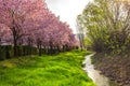 Wild cherry flowers tree in the springtime