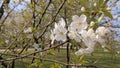 Wild Cherry Flowers Royalty Free Stock Photo