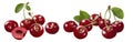 Wild cherry group set isolated on white background Royalty Free Stock Photo
