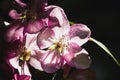 Wild cherry, cherry, plum, apple close-up, translucent petals, concept of spring