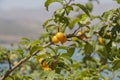 Wild cherry plum on a sunny summer day. unripe fruits of cherry plum yellow on a branch on a sunny day. small yellow berries and g