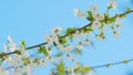 Wild Cherry Or Prunus Avium Blossoms With Bees Working. Branch Of Sweet Cherry With Flowers. Close up. Royalty Free Stock Photo