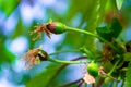 Wild cherry Prunus avium close up of a forming green, young fruit, with the brown, dry flowers still attached. Royalty Free Stock Photo