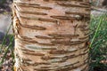 Wild cherry tree bark surface detail in a spring forest or park. Sakura bark texture. Surface of bark of a cherry tree Royalty Free Stock Photo