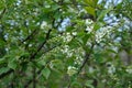 Wild cherry tree bloom, early spring blooming white flowers Royalty Free Stock Photo