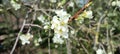 Wild cherry tree in blossom. Close up of a blooming Prunus avium tree with white flowers.