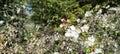 Wild cherry tree in blossom. Close up of a blooming Prunus avium tree with white flowers.