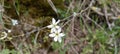 Wild cherry tree in blossom. Close up of a blooming Prunus avium tree with white flowers.