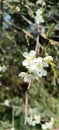 Wild cherry tree in blossom. Close up of a blooming Prunus avium tree with white flowers.