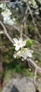 Wild cherry tree in blossom. Close up of a blooming Prunus avium tree with white flowers.