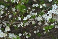 Wild cherry tree blossoming twigs with green leaves