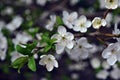 Wild cherry tree blossoming twigs with green leaves on dark blurry background