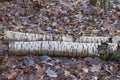 Wild cherry tree logs over winter dead leaves in forest Royalty Free Stock Photo