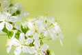 Wild cherry white flower blossom in springtime