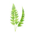 Wild Chervil Feathery Leaf as Medical Herb Vector Illustration