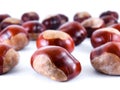 Wild chestnusts Royalty Free Stock Photo