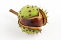 Wild chestnut Royalty Free Stock Photo