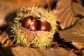 Wild chestnut