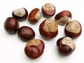 Wild chestnut
