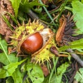 Wild chestnut - Aesculus hippocastanum Lin.