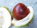 Wild chestnut fruit