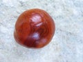 Wild chestnut fruits