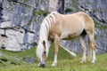 Wild Chestnut Horse, Dolomites, Italy Royalty Free Stock Photo