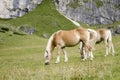 Wild Chestnut Horse, Dolomites, Italy Royalty Free Stock Photo