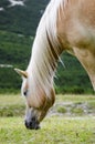 Wild Chestnut Horse, Dolomites, Italy Royalty Free Stock Photo