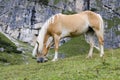 Wild Chestnut Horse, Dolomites, Italy Royalty Free Stock Photo