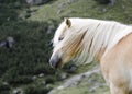 Wild Chestnut Horse standing in the rain, Dolomites, Italy