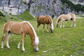 Wild Chestnut Horses, Dolomites, Italy, Royalty Free Stock Photo