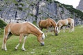 Wild Chestnut Horses, Dolomites, Italy, Royalty Free Stock Photo