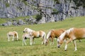 Wild Chestnut Horses, Dolomites, Italy, Royalty Free Stock Photo