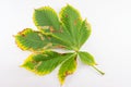 Wild chestnut leaf on white