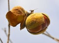 Wild Chestnut Seeds 2