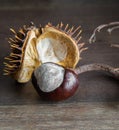 Wild chestnut in a shell