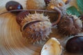 wild chestnuts with spiked nutshells Royalty Free Stock Photo