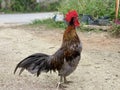 Wild chickens are found in Thailand. Popular for beauty
