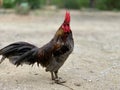 Wild chickens are found in Thailand. Popular for beauty