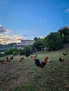Wild chickens on hill