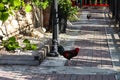 Wild Chickens in Key West, Florida
