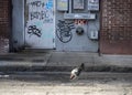 Wild chickens roaming Ybor City in Tampa, Florida