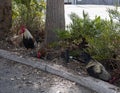 Wild chickens roaming Ybor City in Tampa, Florida