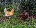 Wild Chickens Running On a Yard