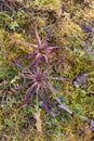 Wild chicory (Cichorium intybus), edible plant of fields, foraging.