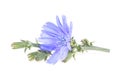 Wild chicory flower on stem isolated on white background. Cichorium intybus. Medicinal herbs. Coffee alternative Royalty Free Stock Photo