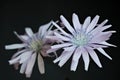 Wild chicory flowers on dark background