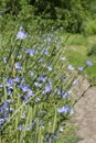 Wild chicory grows in nature. Cichorium ordinary, edible bitter herb, coffee substitute, bitter drink ingredient. Vertical green